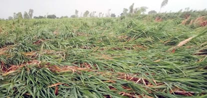 Sugarcane crop fell, paddy also damaged