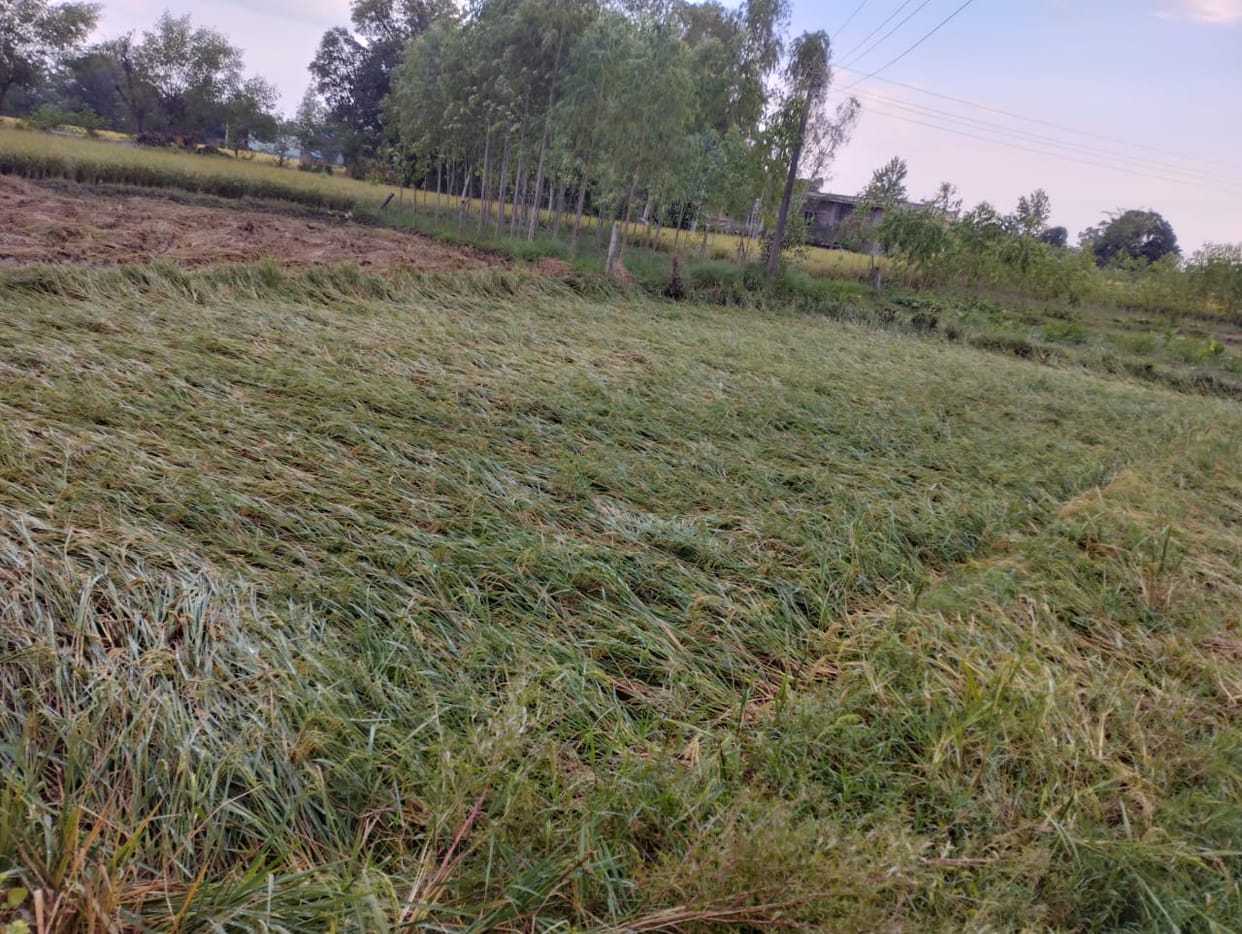 Paddy crop spread in the fields in Mand