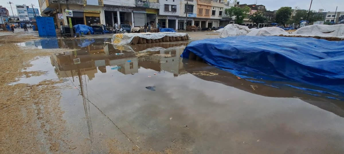Paddy soaked in rain in Pihowa grain market, farmers' worries increased
