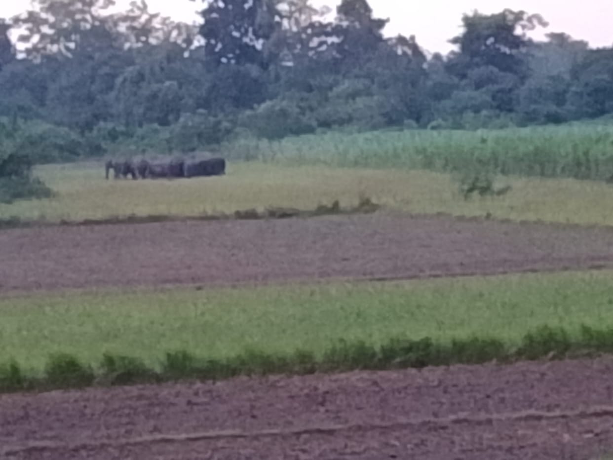 Elephants reach Maheshpur forest, firecrackers ineffective