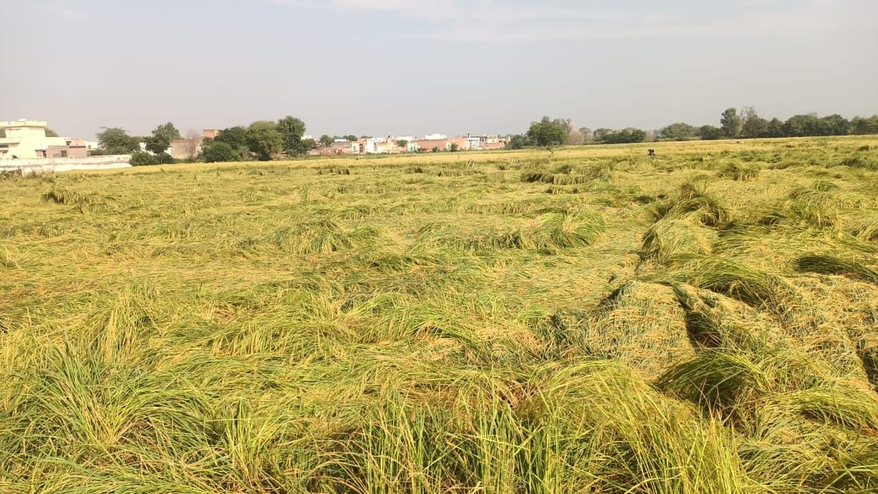 Paddy crop fell in the field due to rain coupled with strong wind