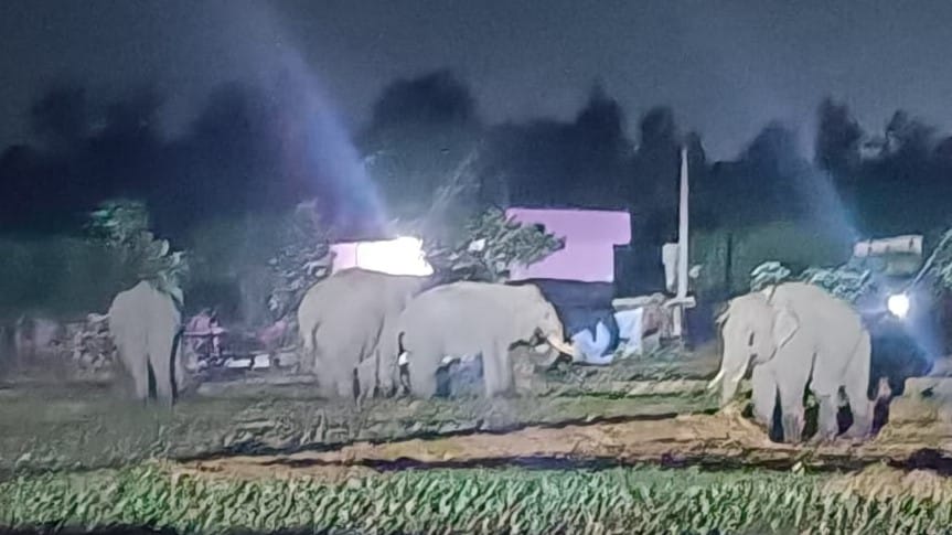 Elephants caused damage in Devipura Mazgaon