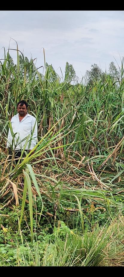 Pilibhit News: हाथियों ने फिर जंगल से निकलकर फसलें रौंदीं Elephants again came out of the forest and trampled the crops