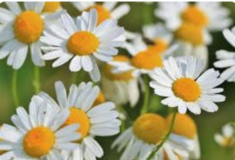 Chamomile flower will become a boon for the protection of crops.