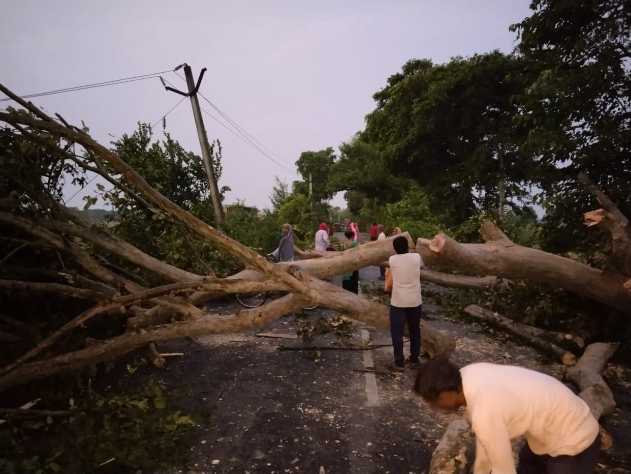 Trees fell on main line during storm and rain, power supply disrupted for 17 hours