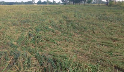 Budaun News: बारिश से गिर गई धान की फसल, काटने के लिए सूखने का इंतजार Paddy crop fell due to rain, waiting to dry for harvesting