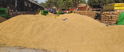 Due to rain, there is moisture in the paddy lying outside the purchasing centers, there is damage in the fields due to the storm.