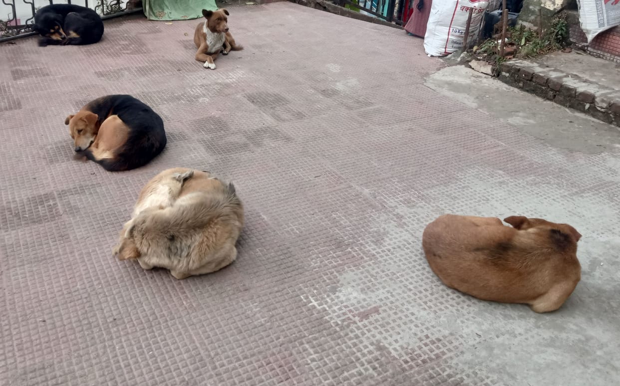 animal birth control in almora