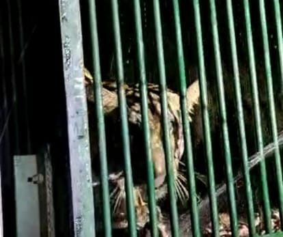 The tigress captured in Jamunia was released in the forest of PTR.