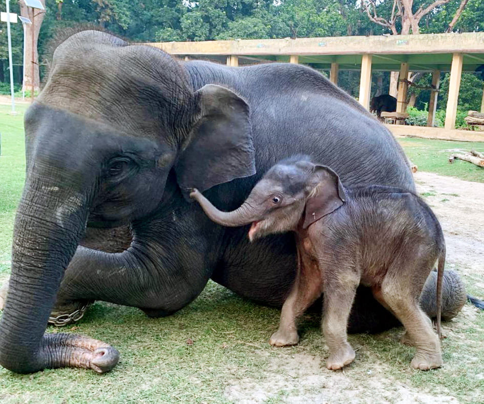 Durga is taking care of little 'Gauri' like a mother.