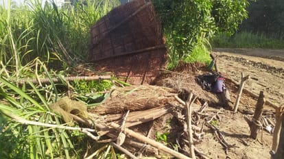 Elephants beat the sugarcane crop of three farmers, broke the hut