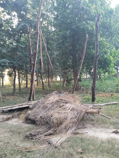 Elephants again entered the fields and trampled sugarcane and banana crops.