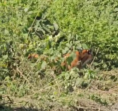 Roads on the roadside are becoming a place of refuge for tigers