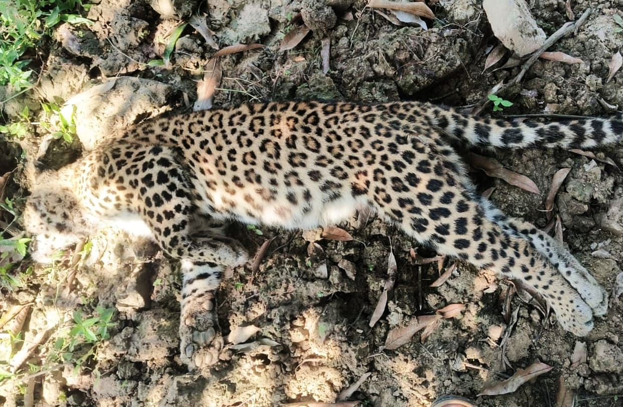 Dead female leopard found in Rampur range