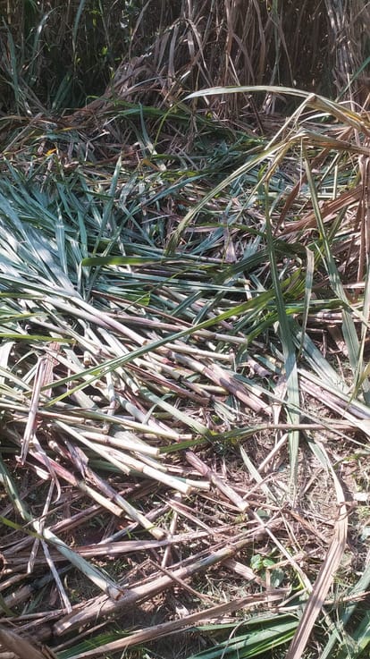 Elephants destroyed the crops of two farmers in Gautiya, Srinagar.