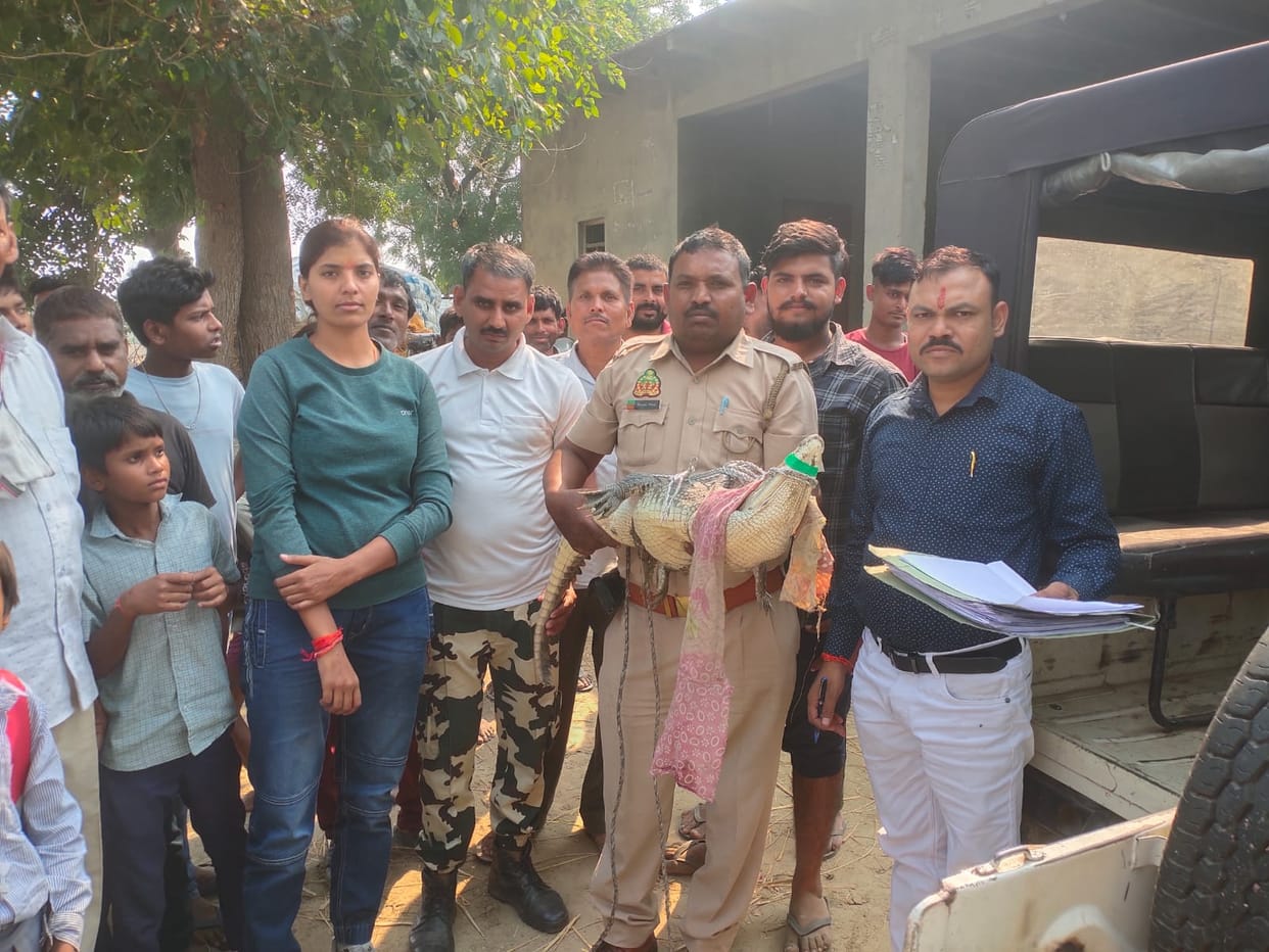 Forest department team caught crocodile