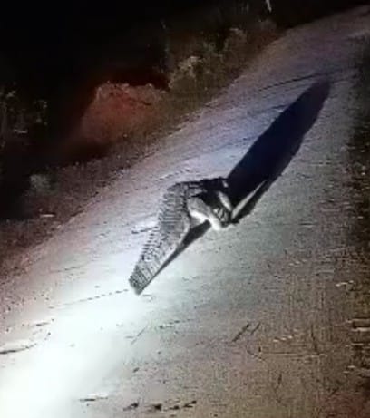 Crocodile reached among the population in village Harchandpur