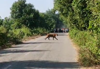 tiger spotted on madhotanda khatima road in pilibhit