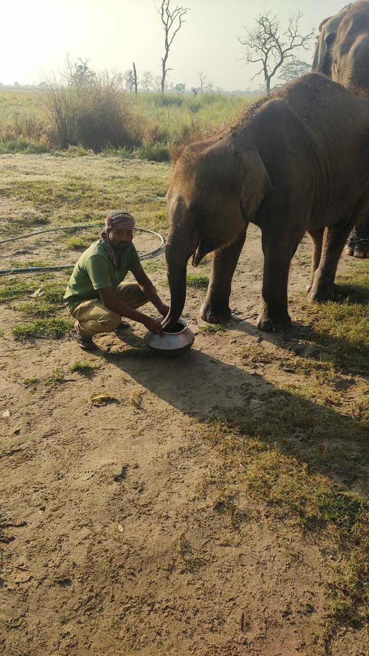 The health of Dudhwa's pet elephants will be monitored online.