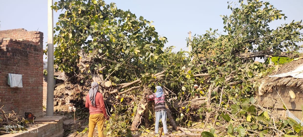 Work to remove trees fallen in storm begins