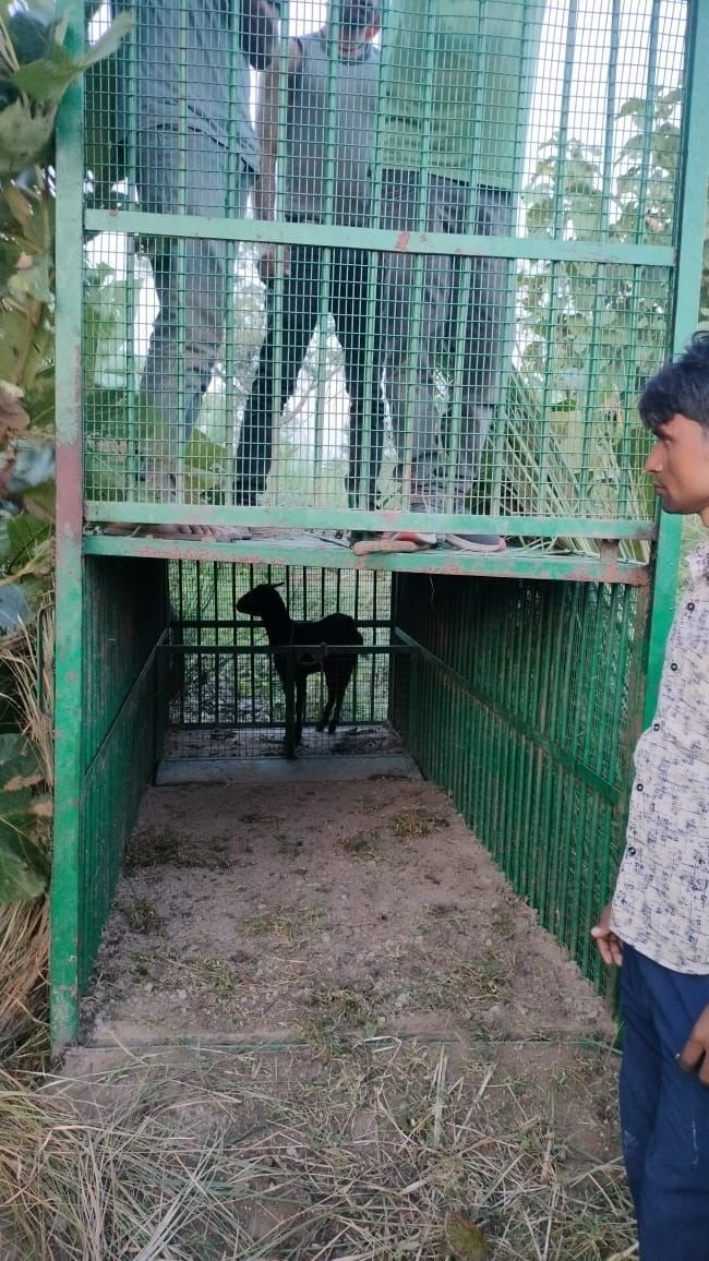 Tiger's location not found, location of cage changed