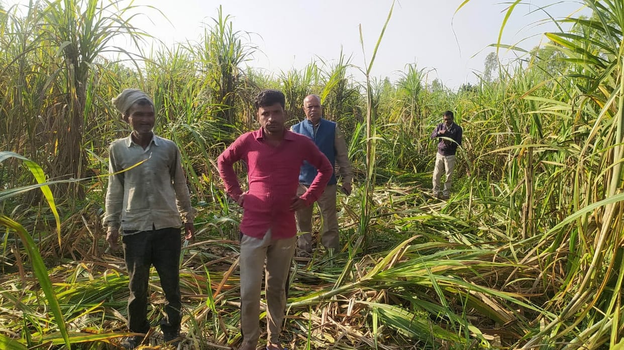 Nepali elephants trample sugarcane crop in Pipra
