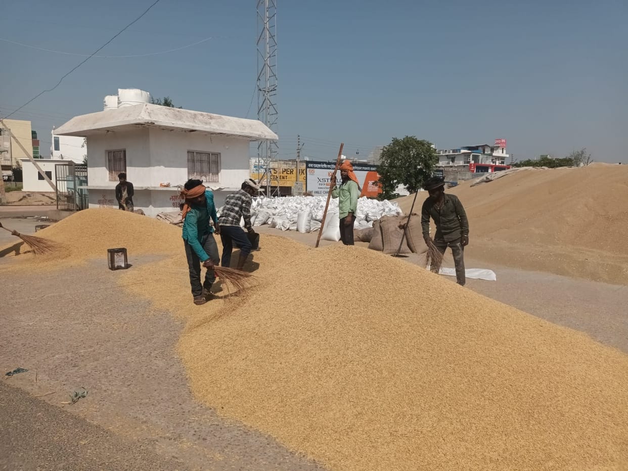 Purchase of 3,74,390 quintals of millet in the mandis and arrival of 2990.3 quintals of paddy