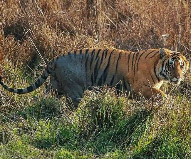 The growing clan of tigers is gaining prestige in the fields and population.