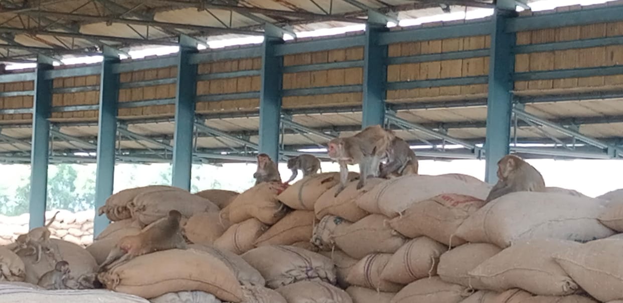 NP contractor caught one thousand monkeys for Rs 17.50 lakh in 7 months