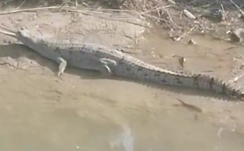 Crocodile seen at idol immersion site, chaos created