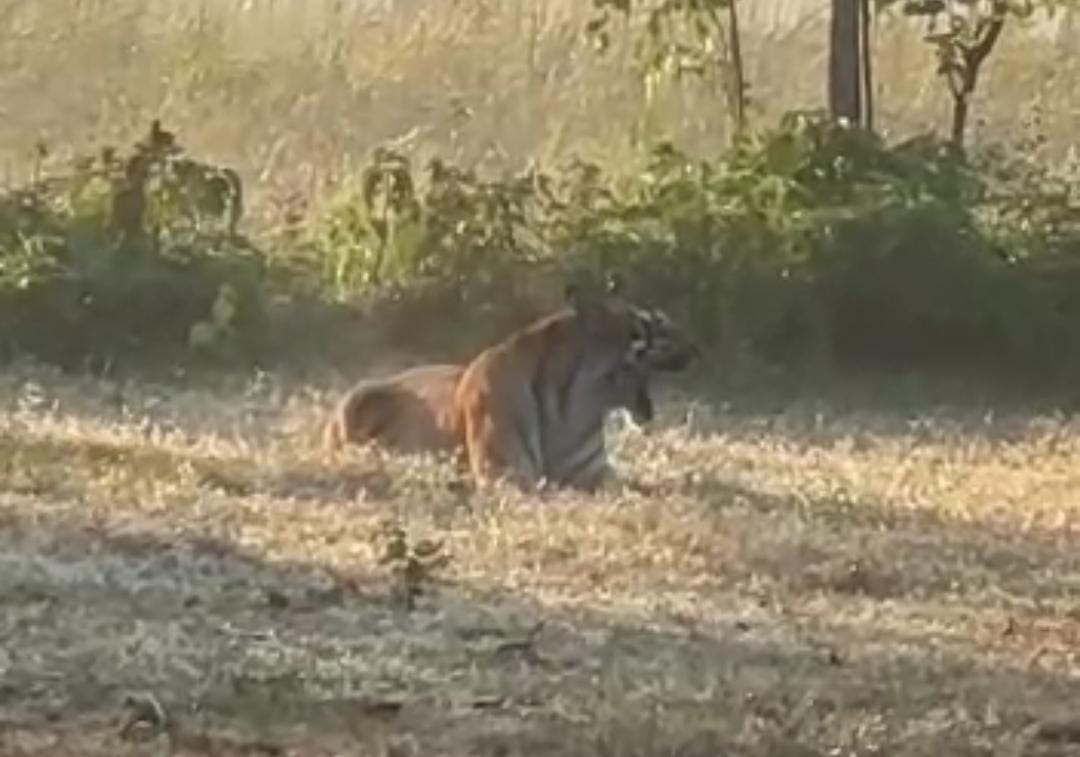 Tiger sitting in the sun near the populated area, video goes viral