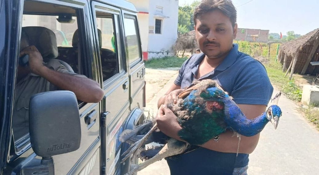 Villagers saved peacock from jackal