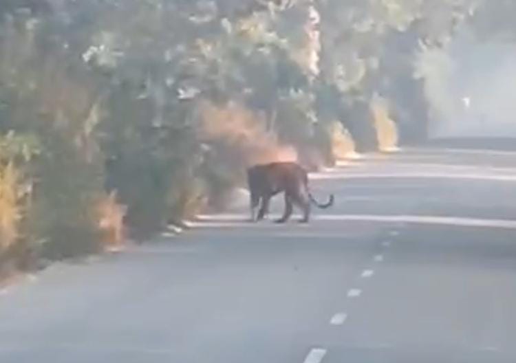 Tiger seen near Pipariya Santosh village