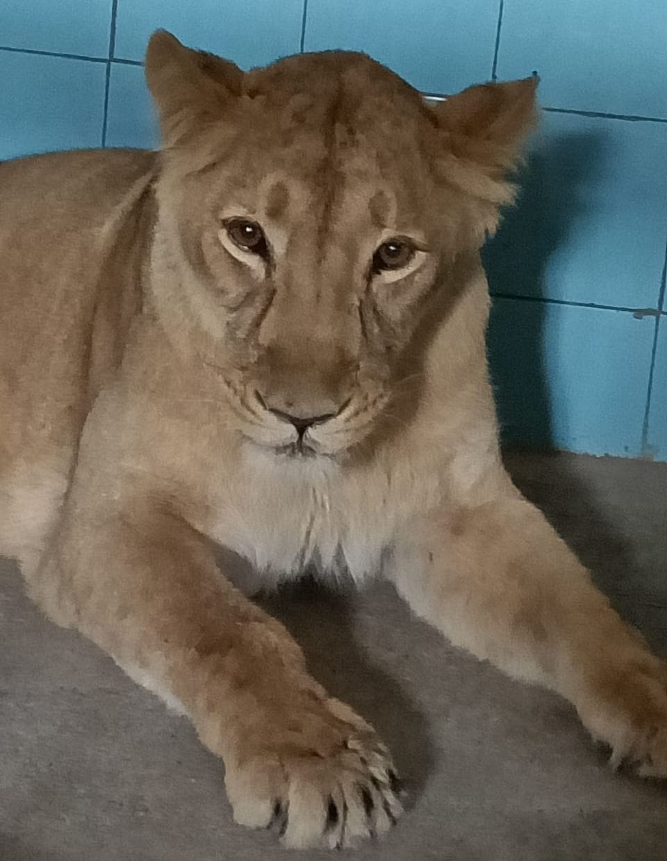 Two small cubs of lioness Geeta in mini zoo turn 27 days old