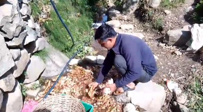 ginger rate increasing in sirmaur