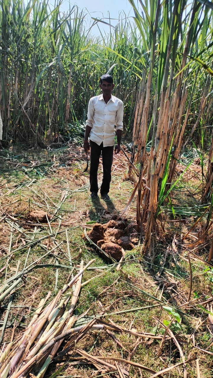 Nepali elephants trample sugarcane crop in Srinagar