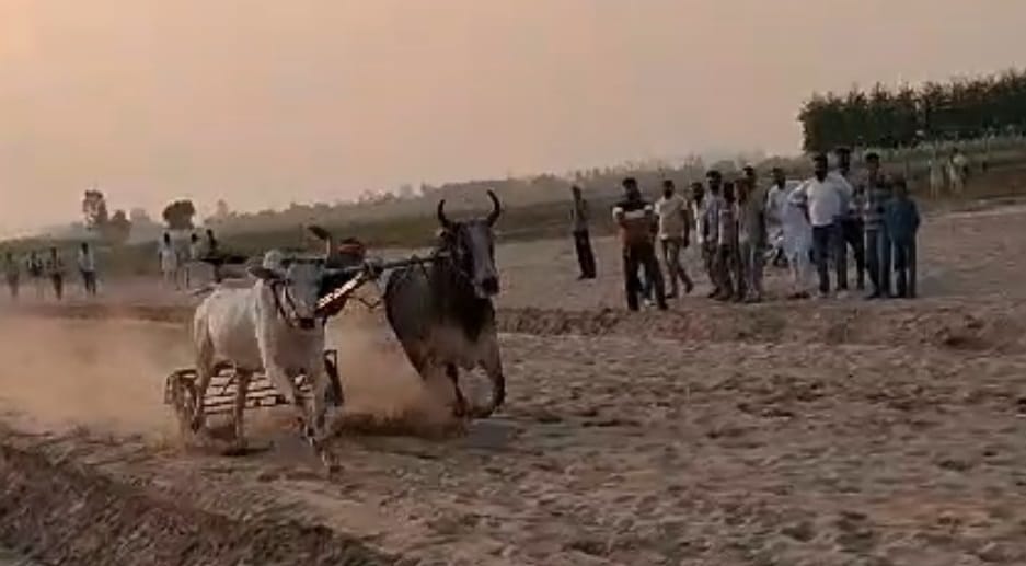 Mahabali bull of Haryana-Punjab, eats almonds, drinks 15 liters of milk, shows strength