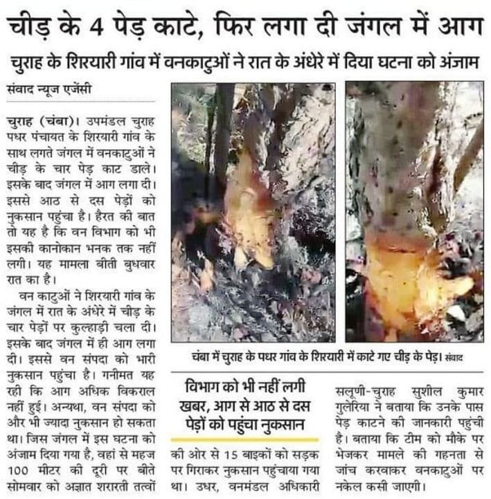 FIR in case of cutting of pine trees in Shiryari forest