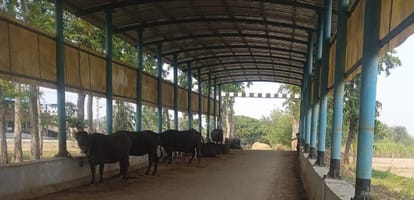 Animals being tied in railway underpass