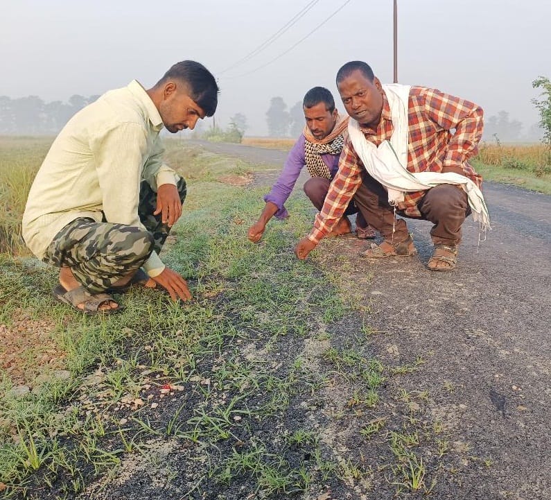 The road is being uprooted by hand, grass has grown at many places.