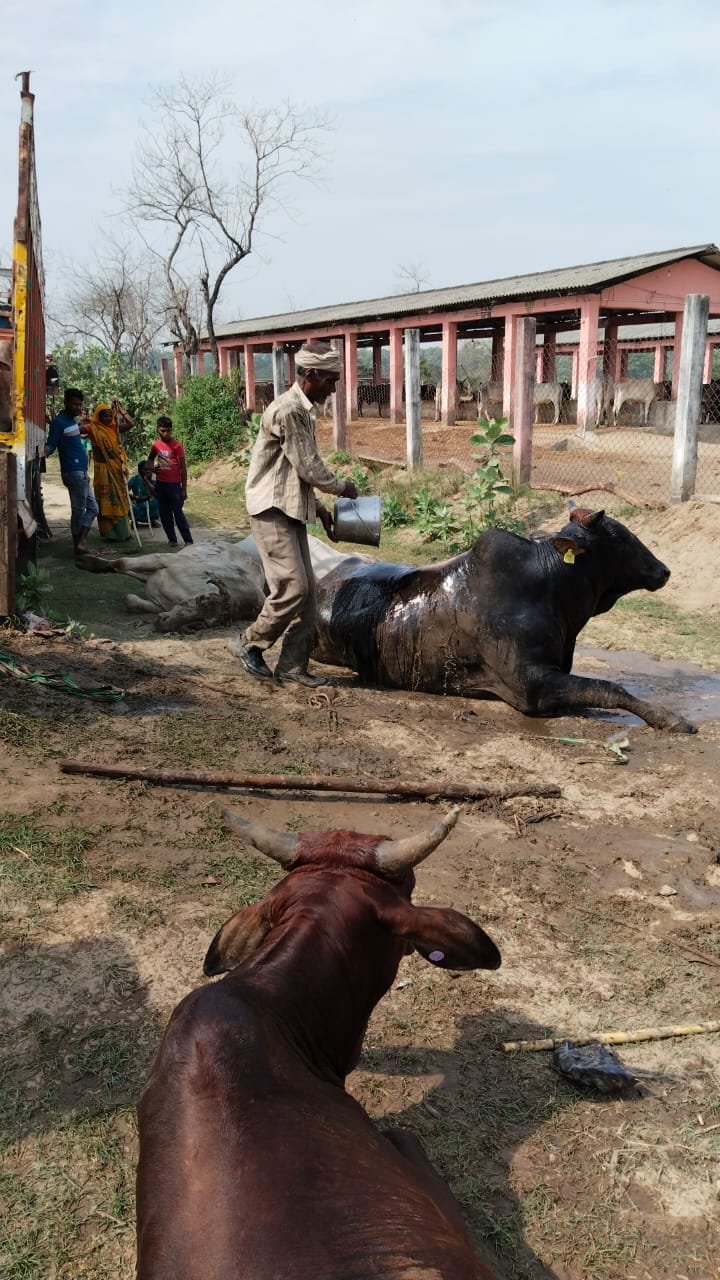 DCM's wheel punctured, cattle recovered, smugglers escaped