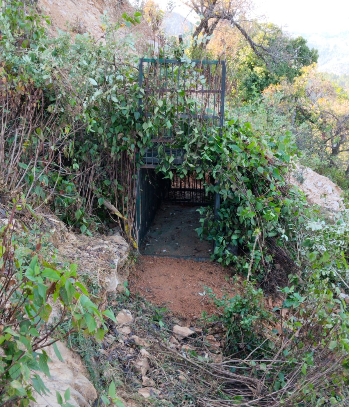 Cage installed to catch leopard in Kothera village
