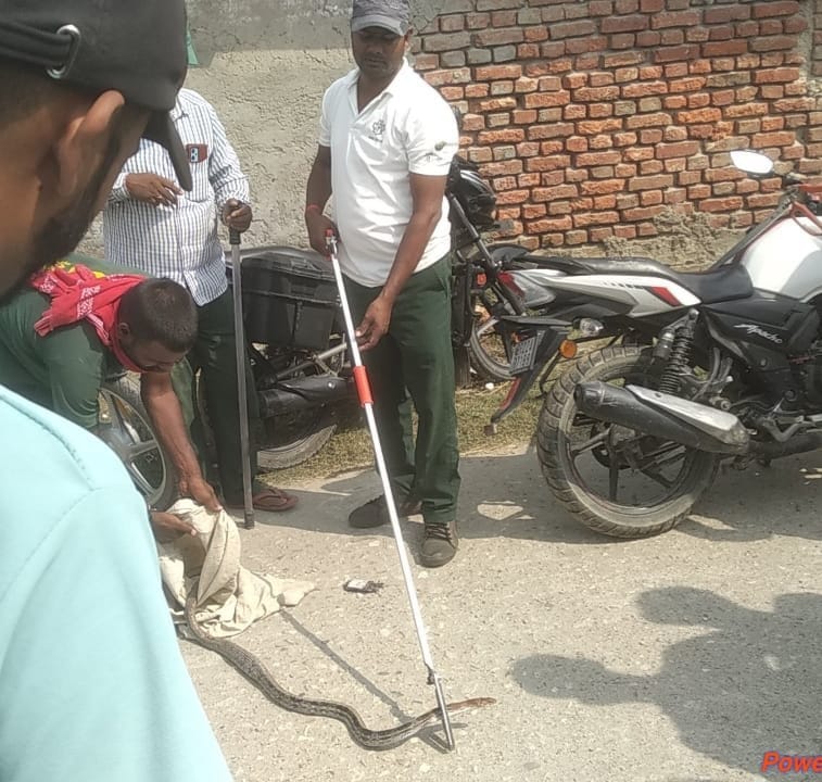 Forest beauty snake entered the house, family members ran away from the house