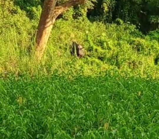 Rhino created ruckus after reaching Indian border