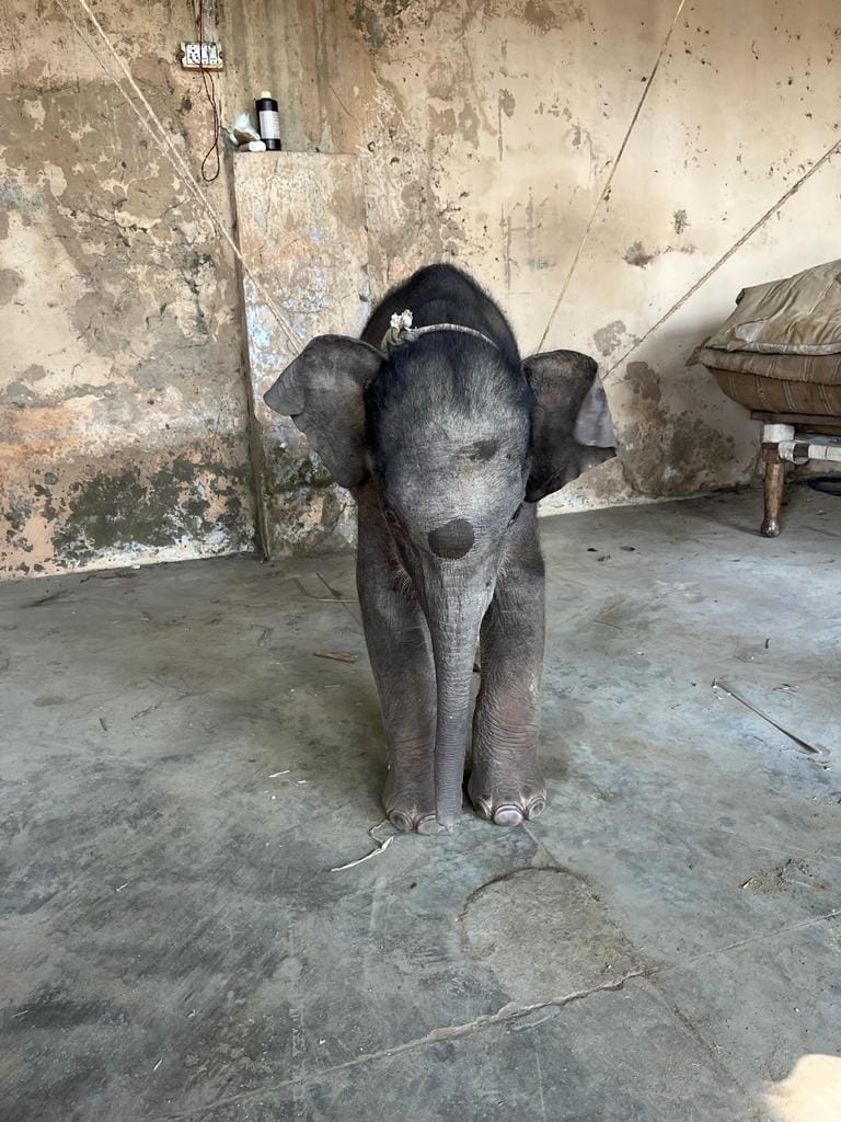 Baby elephant found injured in Kalagarh