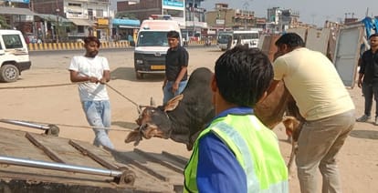 163 helpless animals caught in two days