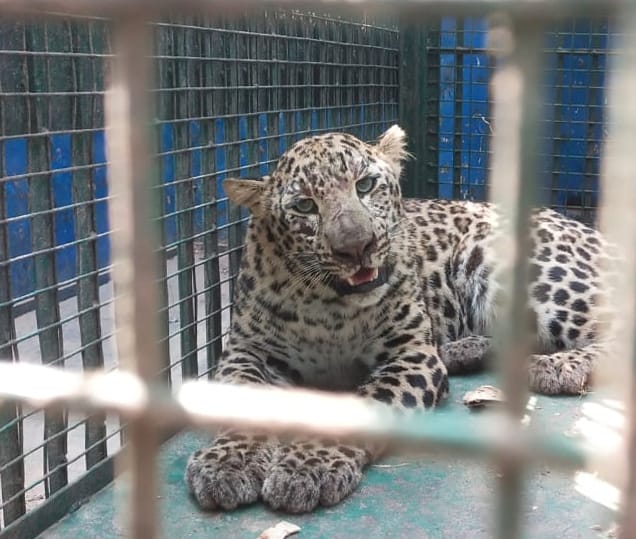 The female henchman who took the life of a teenager is imprisoned in a cage.