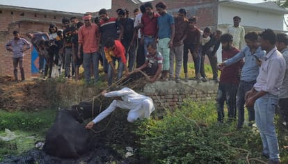 Animal Husbandry Department caught the bull that created terror in Bagrain.
