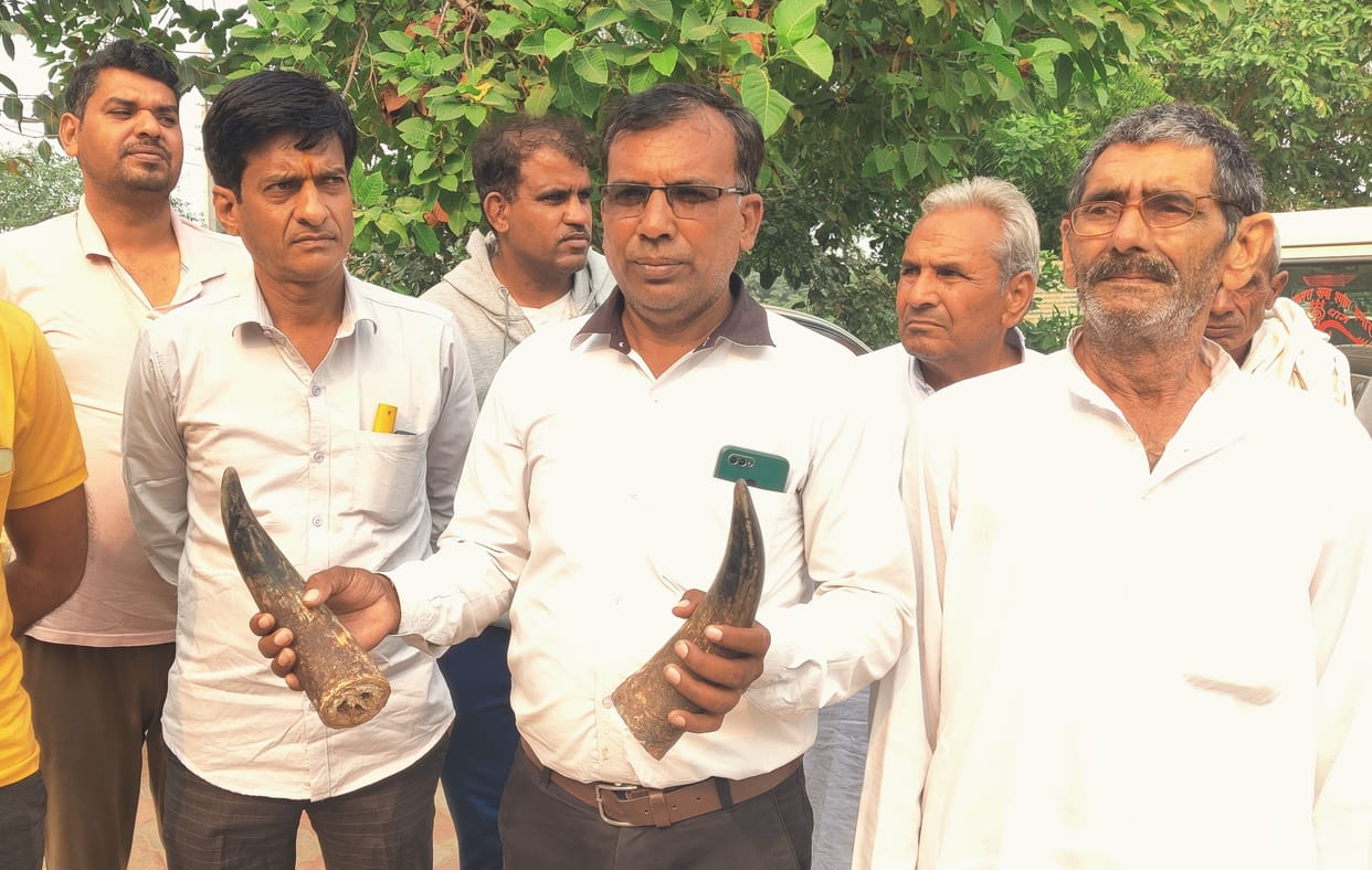 Bull's horns cut off, eyes also damaged in Dharadu