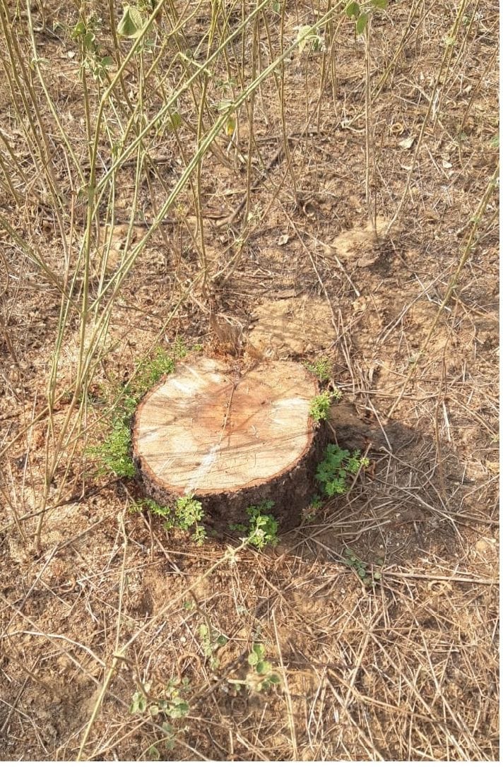Officials accused of complicity in cutting of green trees